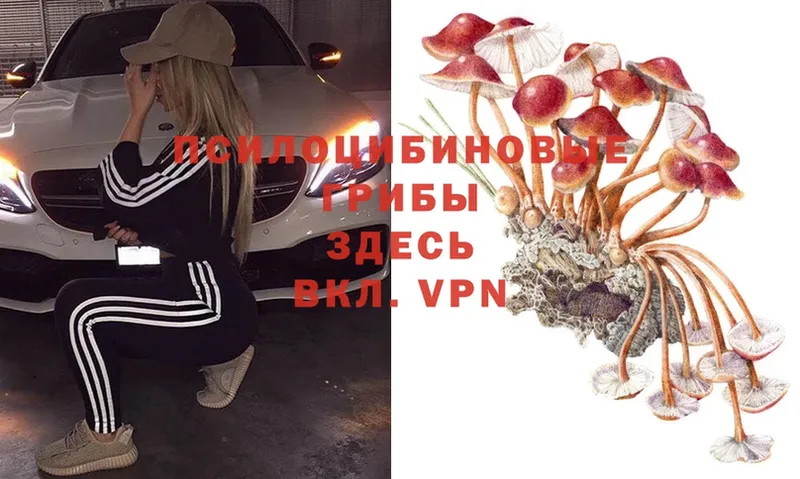 наркошоп  Буйнакск  Псилоцибиновые грибы Psilocybe 